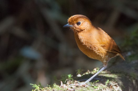 Equatorial Antpitta at Zuro Loma